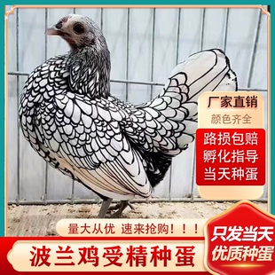 波兰鸡种蛋受精蛋引进新品观赏鸡可孵化散养宠物鸡蛋受精种鸡蛋苗