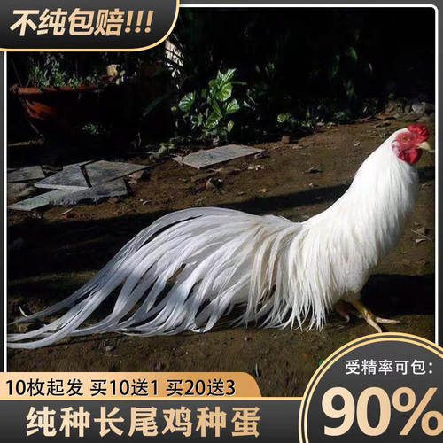 长尾鸡种蛋长尾鸡受精蛋宠物鸡种蛋观赏鸡受精蛋可孵化四色鸡种蛋