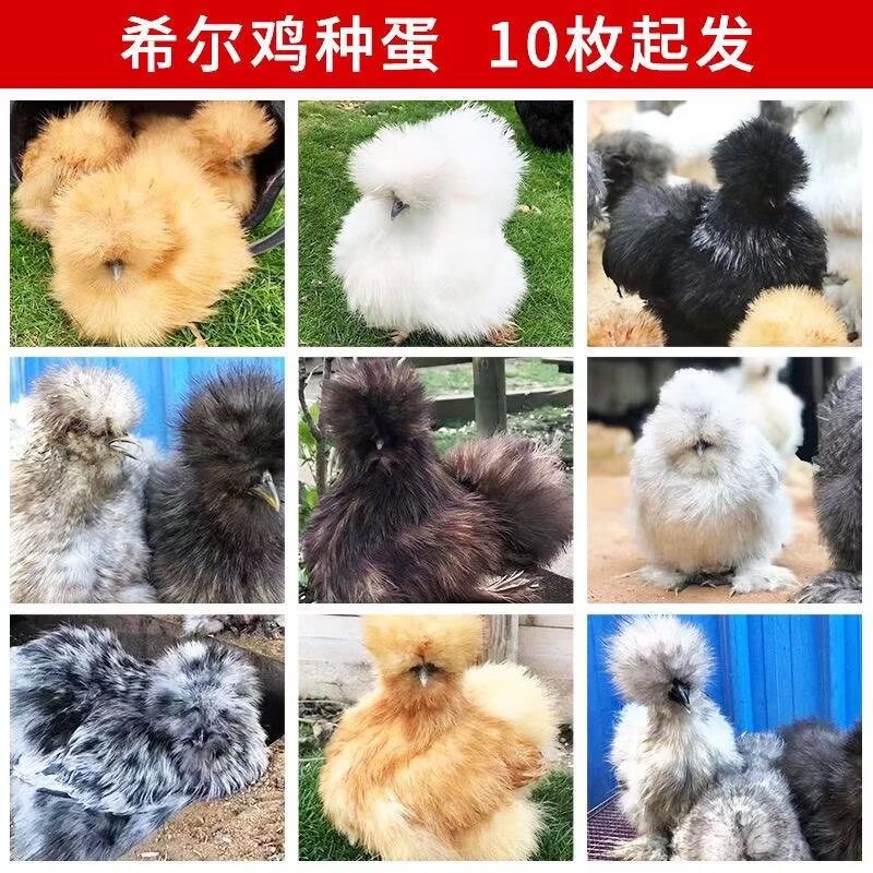 观赏鸡种蛋进口希尔鸡受精蛋包受精率毛绒宠物鸡 种蛋颜色混搭,宠物/宠物食品及用品,宠物鸡,淘宝优惠券,粉丝福利购,淘宝优惠卷