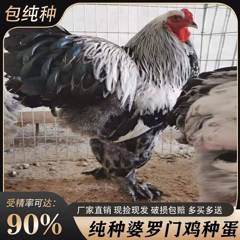 巨型婆罗门鸡活苗纯种婆罗门鸡受精种蛋梵天鸡种蛋巨鸡宠物受精蛋,宠物/宠物食品及用品,宠物鸡,淘宝优惠券,粉丝福利购,淘宝优惠卷