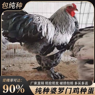 巨型婆罗门鸡活苗纯种婆罗门鸡受精种蛋梵天鸡种蛋巨鸡宠物受精蛋