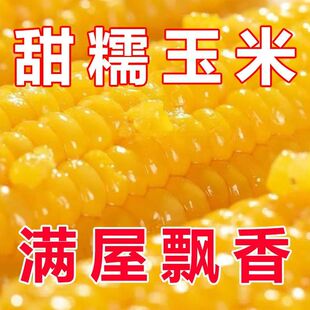 【黑土地种植】东北特产黄糯黄玉米软糯香甜独立真空包装0添加