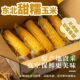 新季 东北黄糯玉米香糯玉米香甜软糯粘饱腹黑土新鲜营养真空锁鲜发