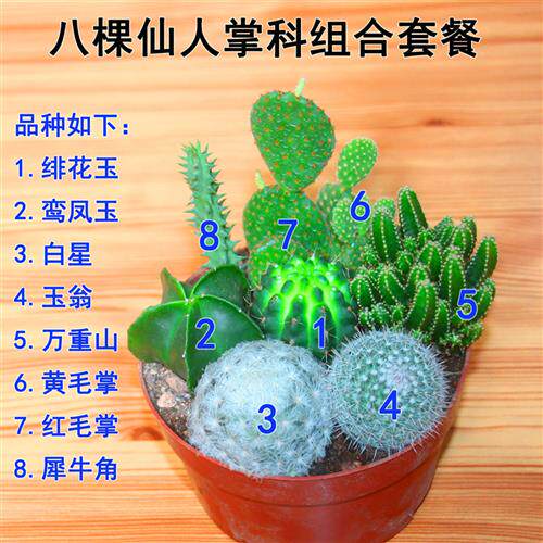 仙人掌组合套餐仙人球会开花仙人球鸾凤玉白星兜黄毛掌组合包邮