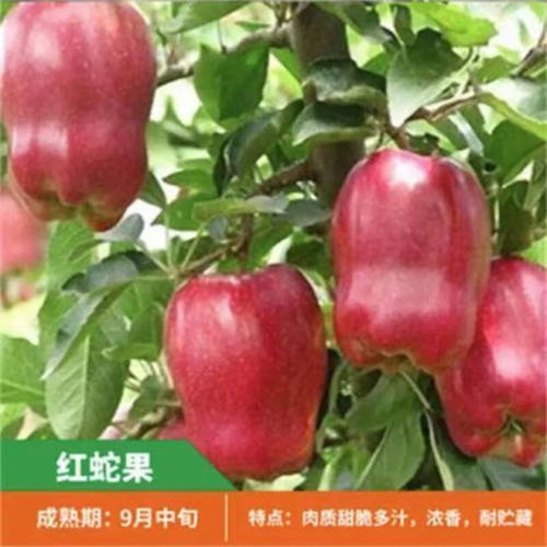 [红蛇果苹果树苗]冰糖心耐寒嫁接苹果苗南北方种植盆栽地栽果树苗