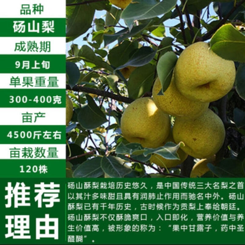 [砀山梨树苗]梨树冰糖雪梨红梨当年结果苗盆栽地栽耐寒南北方种