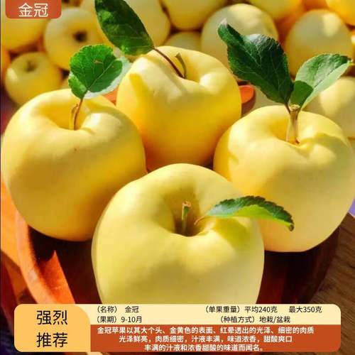 【金冠苹果树苗】冰糖心耐寒嫁接苹果苗南北方种植盆栽地栽果树