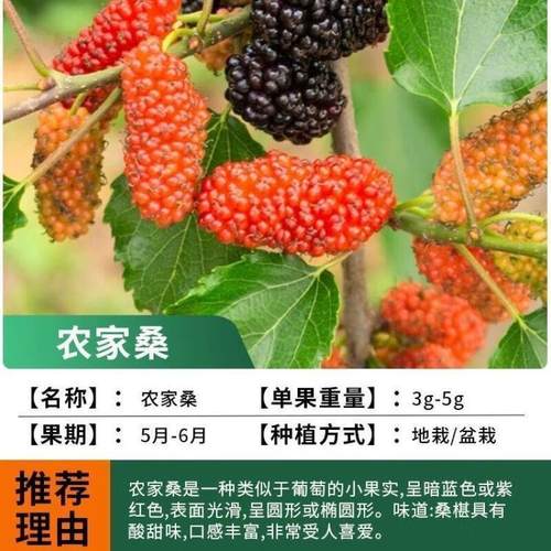 【农家桑椹苗】桑椹果树桑果树苗当年结果养蚕桑椹树苗南北方种