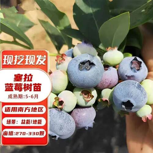 【塞拉蓝莓苗】盆栽蓝莓果树苗大果蓝莓耐寒南方北方室内室外种植