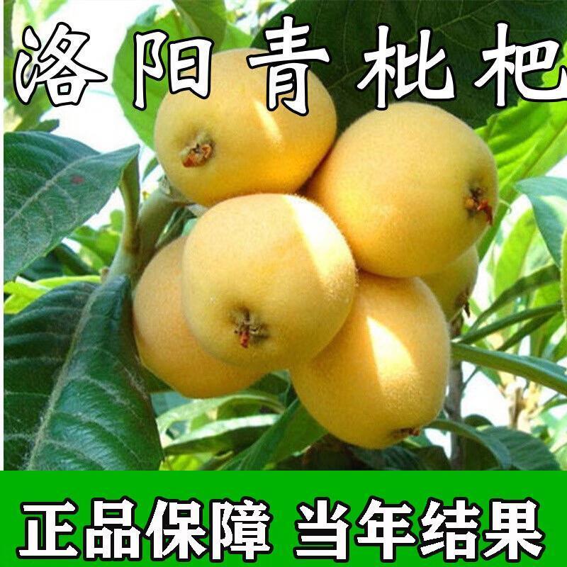 洛阳青枇杷树苗洞庭白沙无核枇杷树嫁接枇杷苗当年结果南北方种
