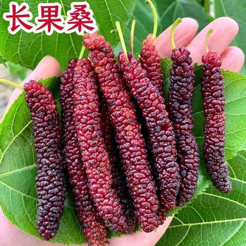 【长果桑椹苗】桑椹果树桑果树苗当年结果养蚕桑椹树苗南北方种