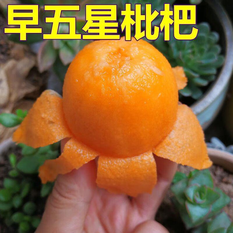 早五星枇杷树苗洞庭白沙无核枇杷树嫁接枇杷苗当年结果南北方种
