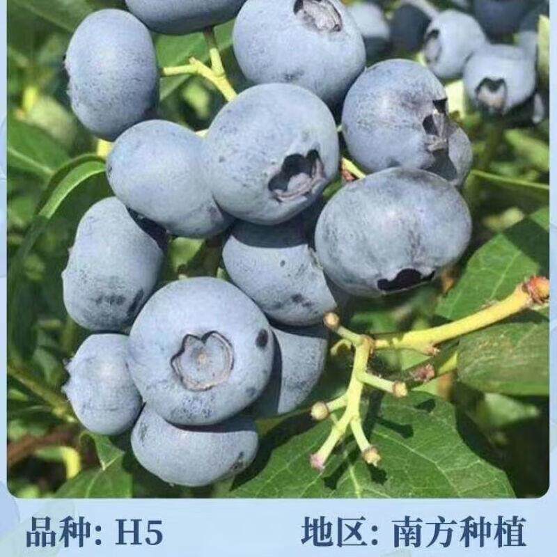 【H5蓝莓苗】盆栽蓝莓果树苗大果蓝莓苗耐寒南方北方室内室外种图片