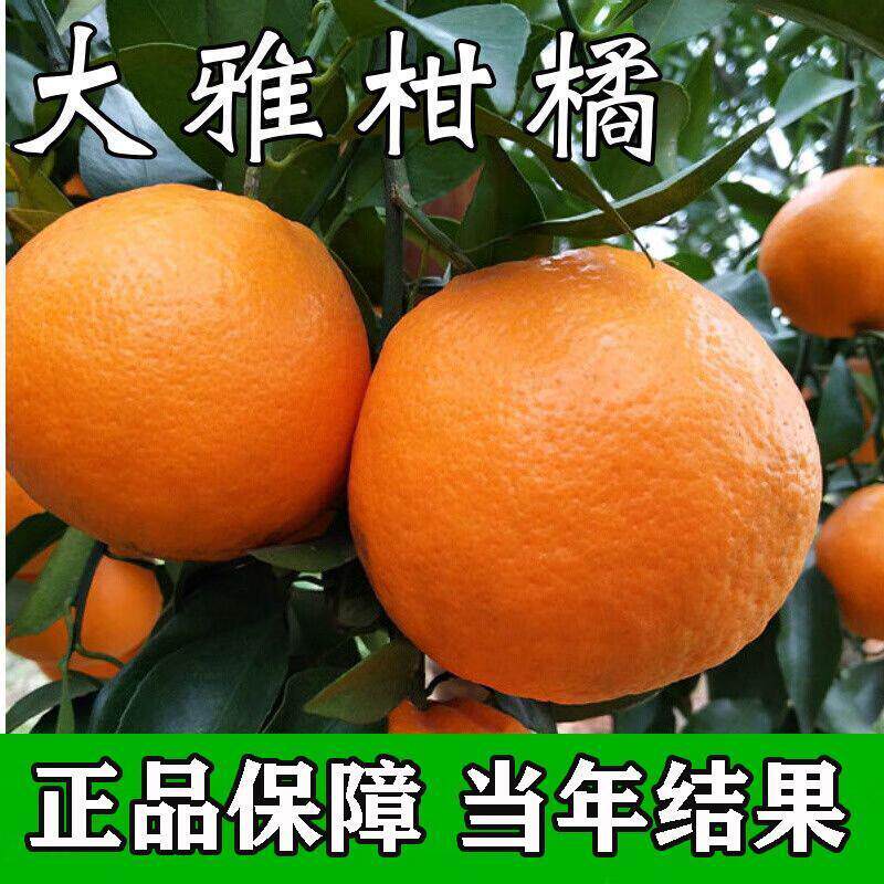 [大雅柑橘子树苗]砂糖橘子苗无籽果树苗当年结果蜜桔苗南北方种植
