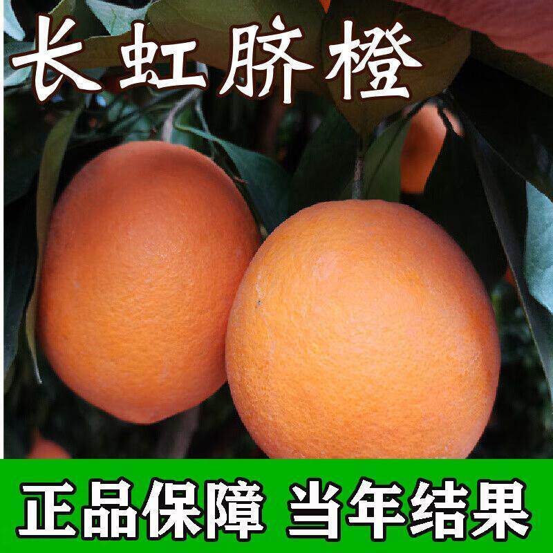 [长虹脐橙子树苗]正宗嫁接高产大果南被方种植红光橙血橙脐橙果苗