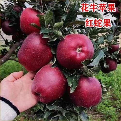 【花牛苹果树苗】冰糖心耐寒嫁接苹果苗南北方种植盆栽地栽果树