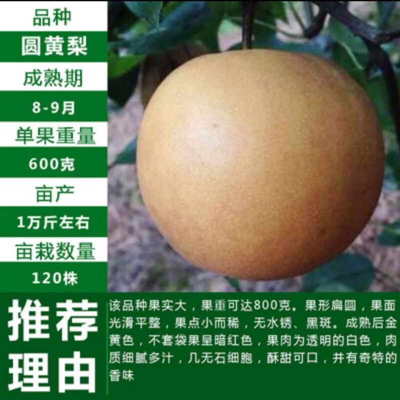 [圆黄梨树苗]梨树冰糖雪梨红梨当年结果苗盆栽地栽耐寒南北方种
