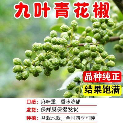 九叶青花椒苗大红袍花椒树苗高产少刺花椒苗地栽麻椒树苗当年结果