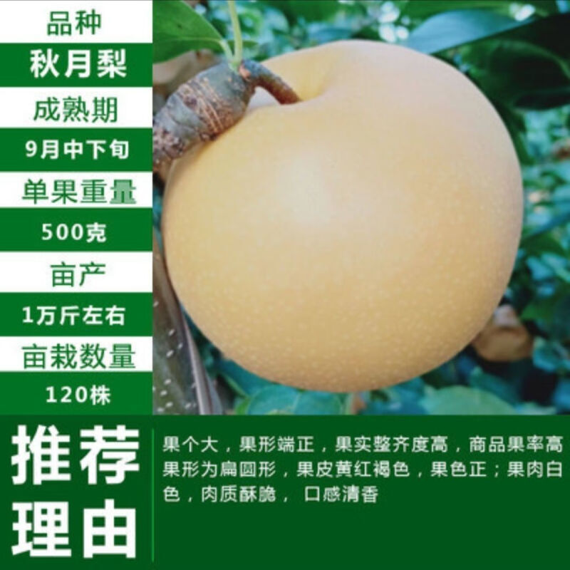 [秋月梨树苗]梨树冰糖雪梨红梨当年结果苗盆栽地栽耐寒南北方种