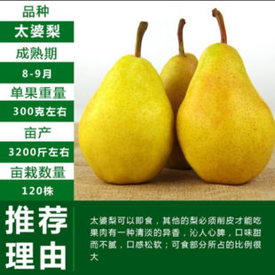 [太婆梨树苗]梨树冰糖雪梨红梨当年结果苗盆栽地栽耐寒南北方种