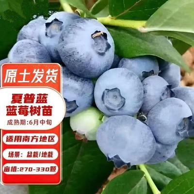 夏普蓝蓝莓苗盆栽蓝莓果树苗大果蓝莓耐寒南方北方室内室外种植 3