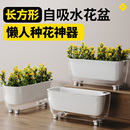 阳台懒人自动吸水花盆长条型家用绿箩专用种植长方形绿萝水培器皿