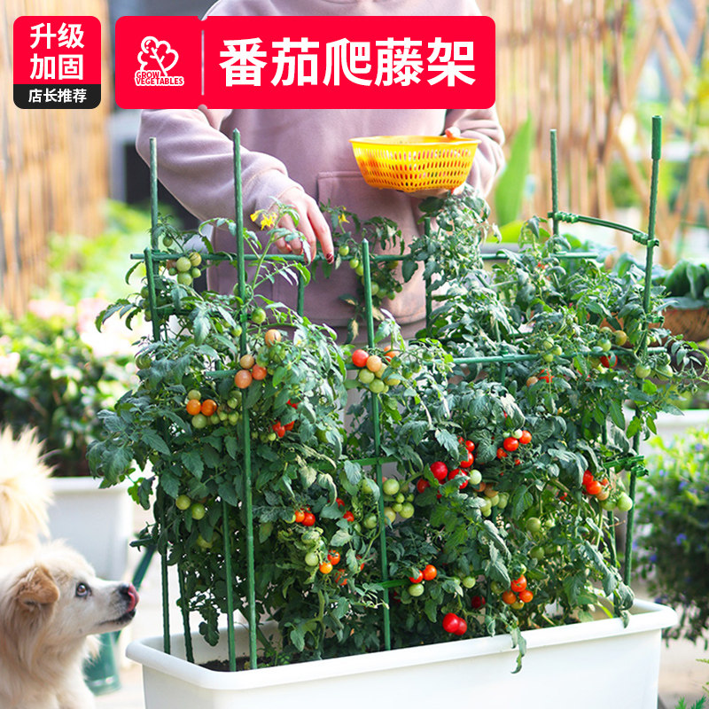 番茄支架西红柿爬藤架月季蔷薇搭架植物花架子室外爬藤支架支撑杆