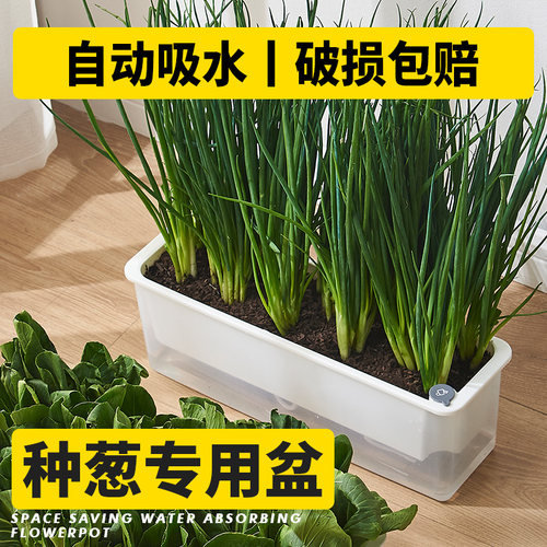 长条窄边种葱专用懒人自吸水花盆