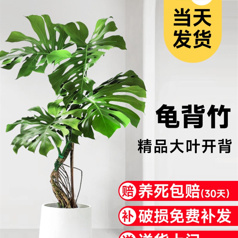 大叶龟背竹老桩造型n客厅大盆栽真绿植物办公室内大型落地四季好