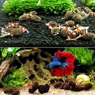 鱼缸造景素材溪原生缸南美缸树叶果实水晶虾缸降酸果降低PH桤木果