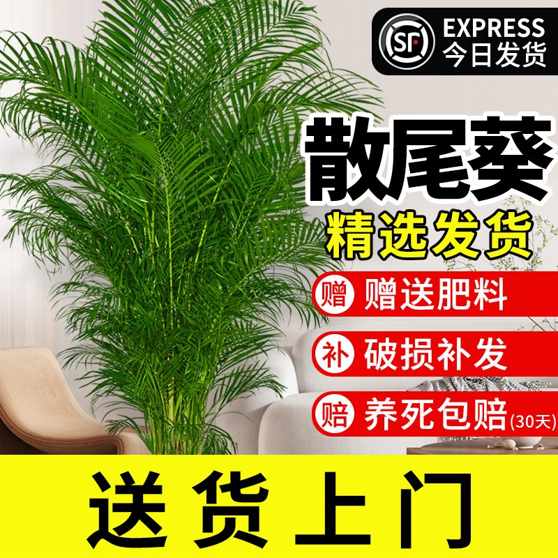 散尾葵植物盆栽客厅绿植凤尾竹大号客厅盆景大型老桩好养活四季