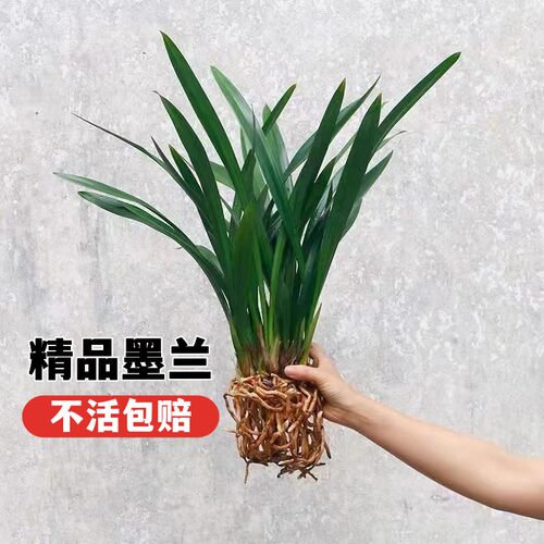 婉芳墨兰精品墨兰，基地直发