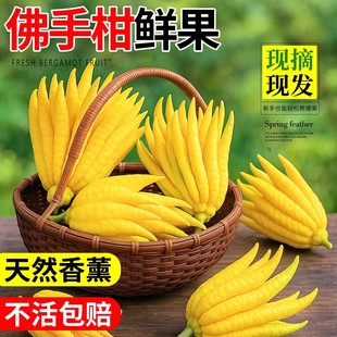 新鲜佛手柑水培植物佛手果鲜果佛手瓜室内可观赏绿植香薰清香花卉