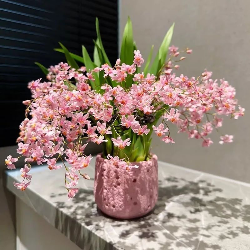 梦香兰盆栽文心兰带花苞开花室内桌面花卉绿植跳舞兰好养浓香植物,鲜花速递/花卉仿真/绿植园艺,国兰/杂交兰/洋兰类,淘宝优惠券,粉丝福利购,淘宝优惠卷