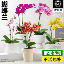 精品蝴蝶兰鲜花盆栽双剑带花轻奢高级感胡蝴蝶兰室内好养植物花卉