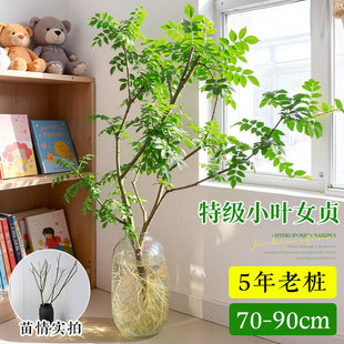 小叶女贞水培植物老桩造型树室内绿植好养活四季常青观叶观茎植物