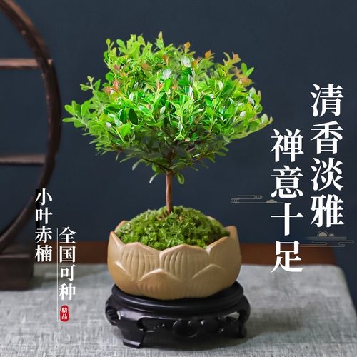 小叶赤楠阳台四季常青不落叶