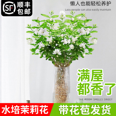 花叶春茉莉花阳台四季开花