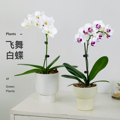 婉芳蝴蝶兰客厅桌面带花