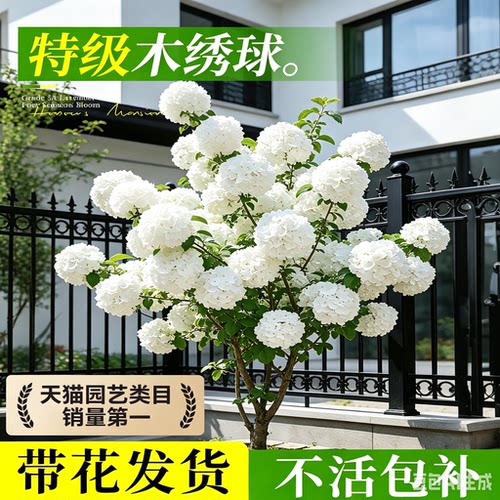 中华木绣球树苗大花斗球老桩别墅庭院地栽盆栽耐寒风景花卉好养活