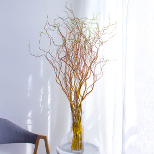 招财黄金龙柳鲜枝水培植物鲜切干枝水养绿植室内插花好养吊钟盆栽