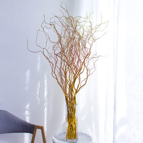 招财黄金龙柳鲜枝水培植物鲜切干枝水养绿植室内插花好养吊钟盆栽