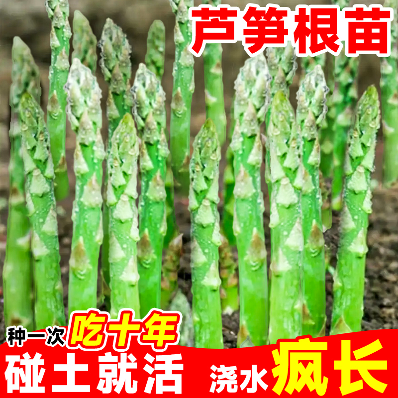 芦笋根苗现挖新芦笋苗四季种植