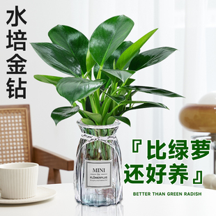 水培金钻盆栽水培植物室内耐阴绿植桌面净化空气绿公主好养绿萝吸