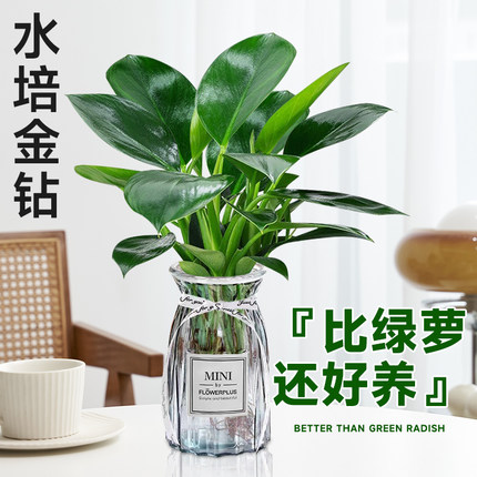 水培金钻盆栽水培植物室内耐阴绿植桌面净化空气绿公主好养绿萝吸