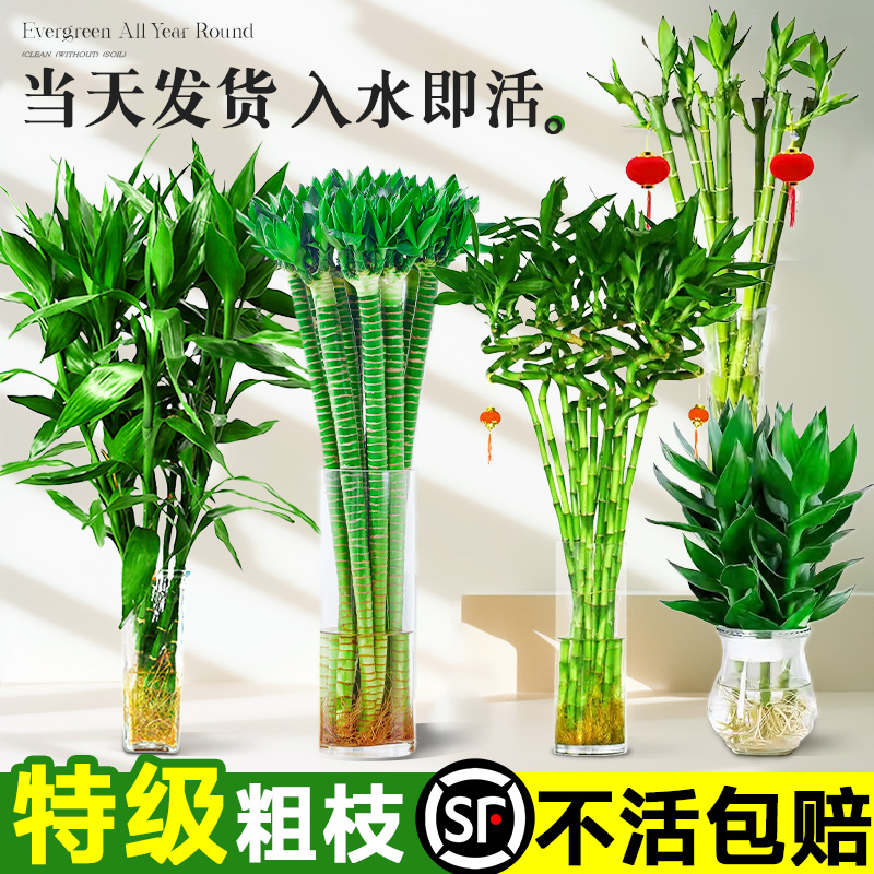 富贵竹水培绿植物室内客厅