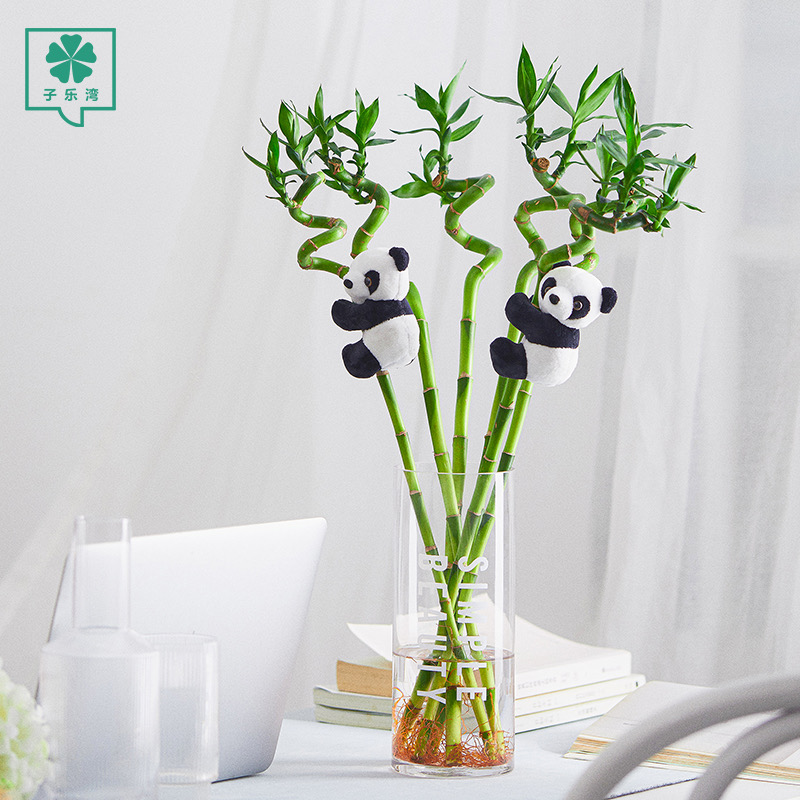 水培转运竹植物办公室内桌面富贵竹招财好运观叶盆栽水养绿植花卉