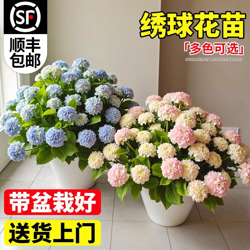 婉芳绣球花盆栽带花老桩无尽夏花苗室内庭院阳台花卉喜阳蓝色好养