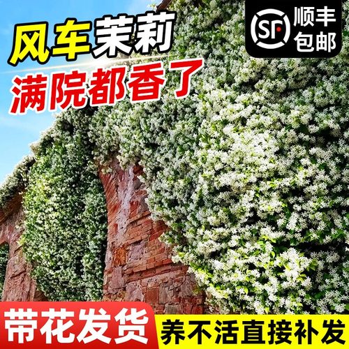 婉芳风车茉莉大苗花卉盆栽