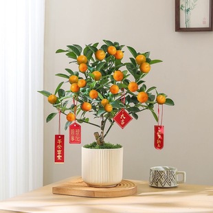 观赏四季桔子树盆栽室内客厅年宵花绿植带果金桔新年装饰植物